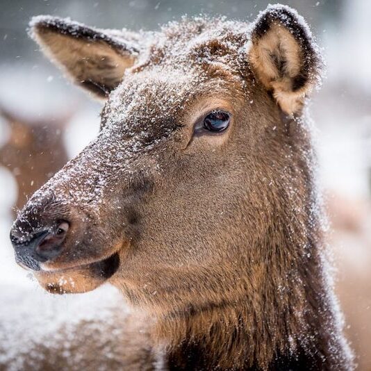 Kopf einer Wapitikuh im Wildpark Lüneburger Heide bei Schnee
