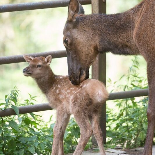 Wapitikuh mit Kalb im Wildpark Lüneburger Heide