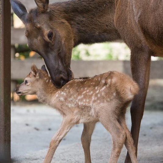 Wapitikuh mit Kalb im Wildpark Lüneburger Heide