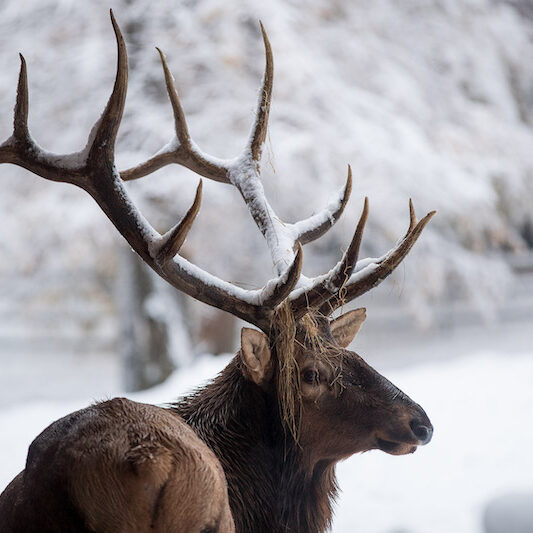Wapitihirsch im Winter im Wildpark Lüneburger Heide