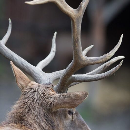 Wapitihirsch mit Geweih im Wildpark Lüneburger Heide