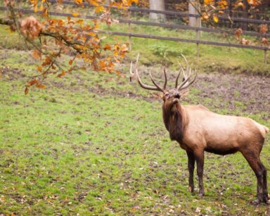 Wapiti Hirsch im Wildpark Lüneburger Heide