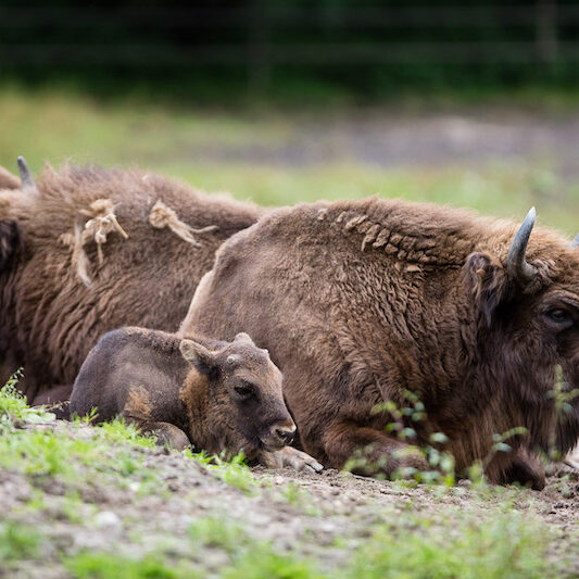Liegende Wisentfamilie