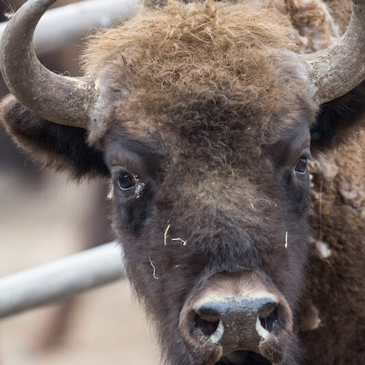 Kopf eines Wisent