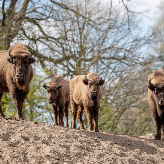Wisentherde im Wildpark Lüneburger Heide