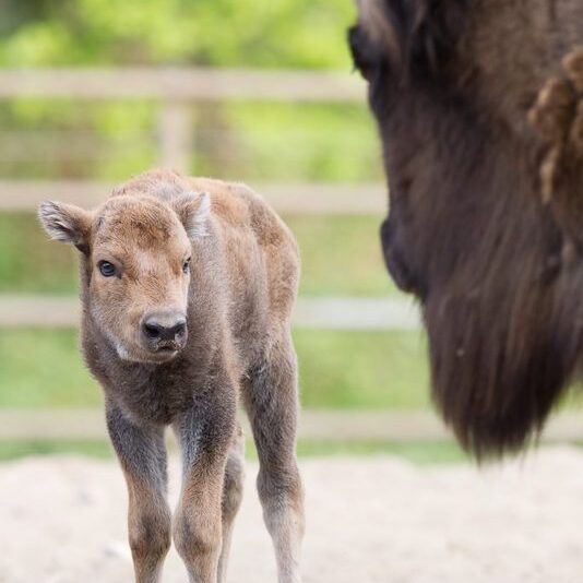 Wisent-Kalb