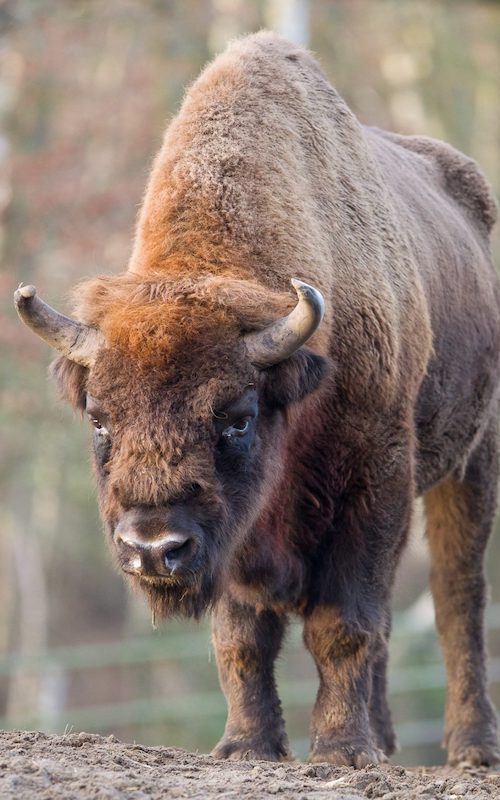 Ausgewachsener Wisent
