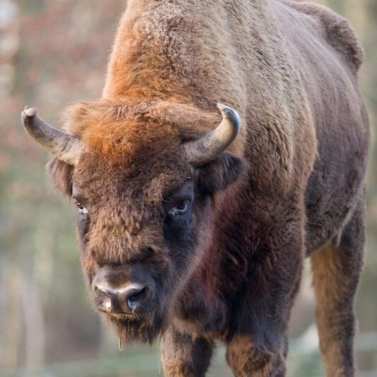 Ausgewachsener Wisent