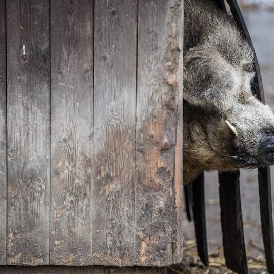 Wollschwein an einer Stalltür im Wildpark Lüneburger Heide