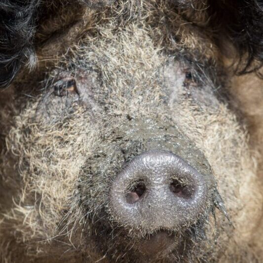 Nahaufnahme eines Wollschweinkopfes im Wildpark Lüneburger Heide
