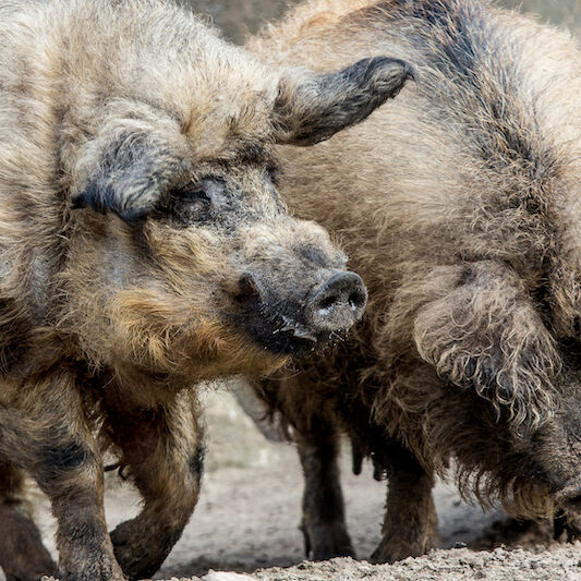 Zwei wühlende Wollschweine im Wildpark Lüneburger Heide