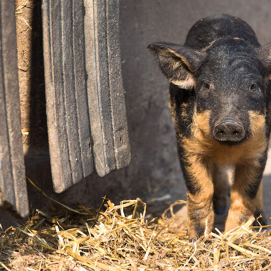 Schwarz-braunes Wollschwein im Wildpark Lüneburger Heide