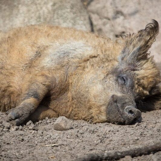 Sich sonnendes Wollschwein im Wildpark Lüneburger Heide