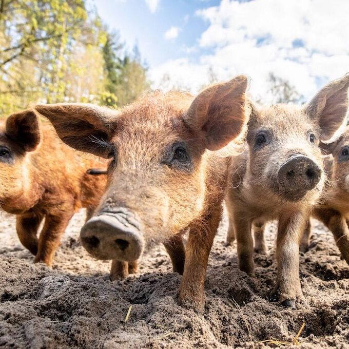Vier in die Kamera schauende rot-braune Wollschweine im Wildpark Lüneburger Heide