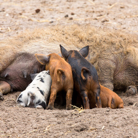 Vier säugende Wollschweinferkel im Wildpark Lüneburger Heide