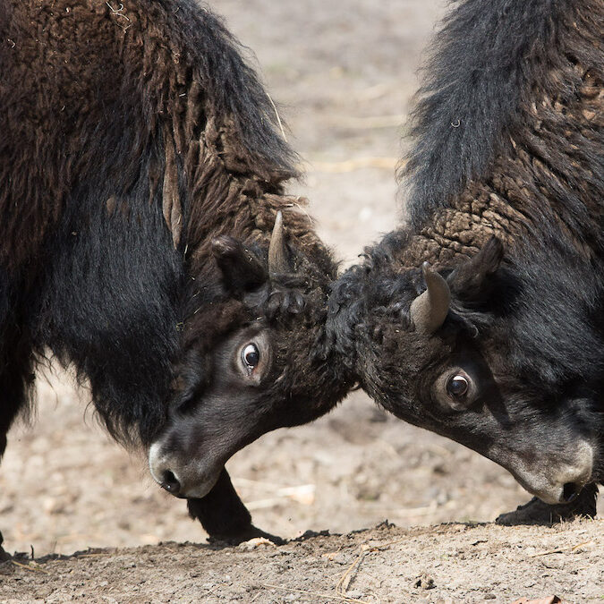 Zwei kämpfende Yaks