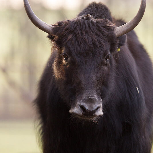 Yak im Wildpark Lüneburger Heide