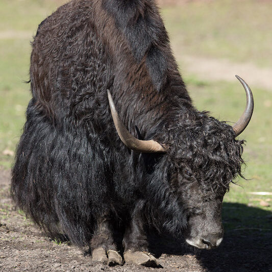 Yak mit langem Fell