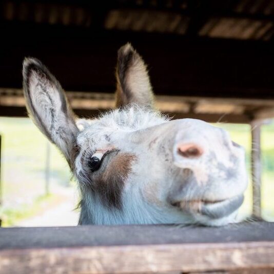 Über die Stallabsperrung schielender Zwergesel im Wildpark Lüneburger Heide