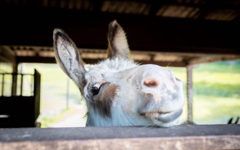 Über die Stallabsperrung schielender Zwergesel im Wildpark Lüneburger Heide