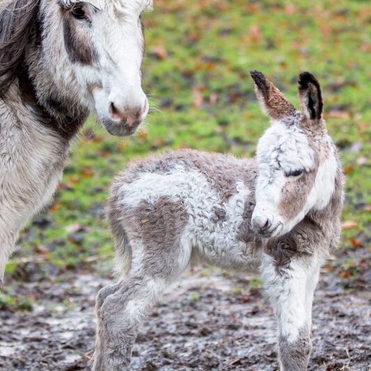 Vorderkörper einer Zwergeselstute mit ihrem Fohlen im Wildpark Lüneburger Heide