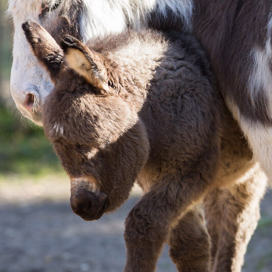 Vorderkörper einer Zwergeselstute mit ihrem Fohlen im Wildpark Lüneburger Heide