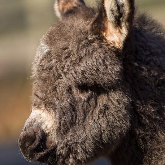 Seitliche Kopfaufnahme eines Zwergesels im Wildpark Lüneburger Heide
