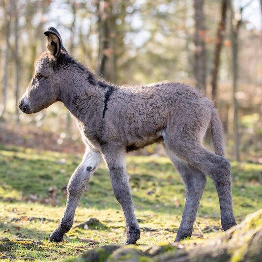 Zwergeselfohlen in der Sonne im Wildpark Lüneburger Heide