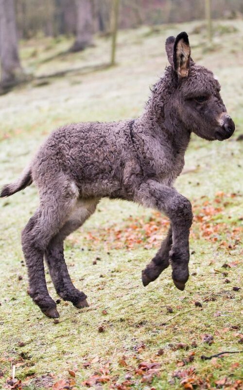 Springendes Zwergeselfohlen im Wildpark Lüneburger Heide