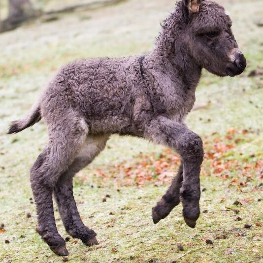 Springendes Zwergeselfohlen im Wildpark Lüneburger Heide