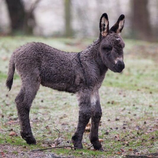 Zwergeselfohlen im Wildpark Lüneburger Heide
