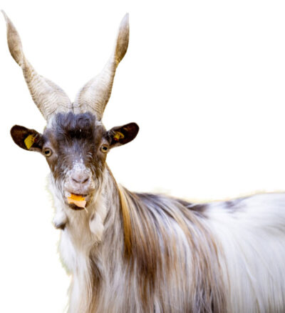 Ziege mit gedrehten Hörnern