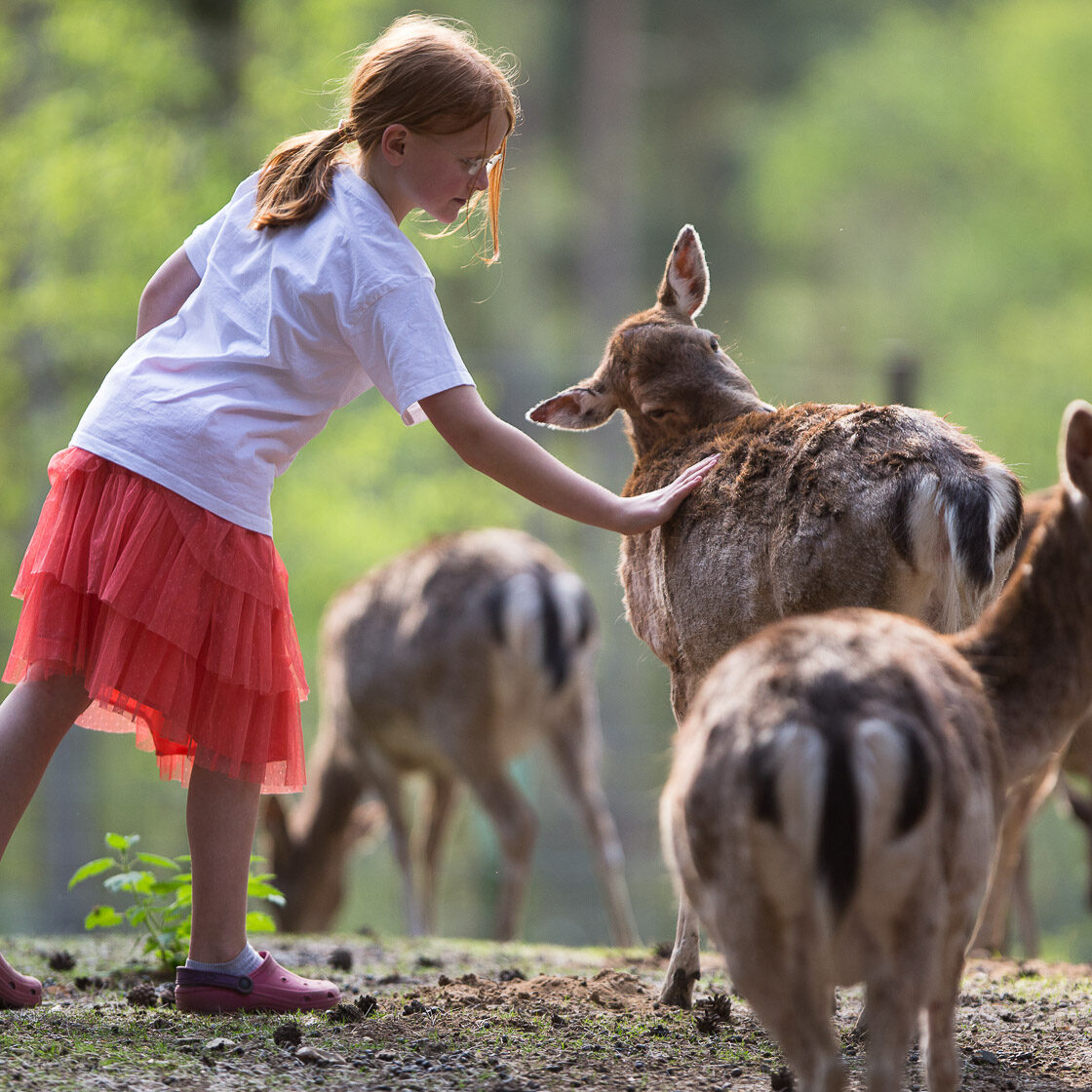 Kind streichelt Wild