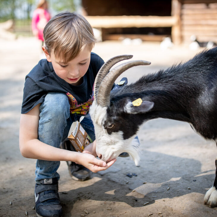 Kind füttert Ziege