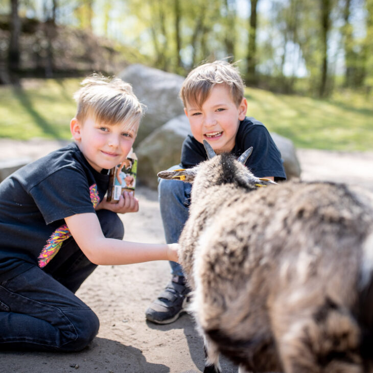 Kinder im Streichelzoo