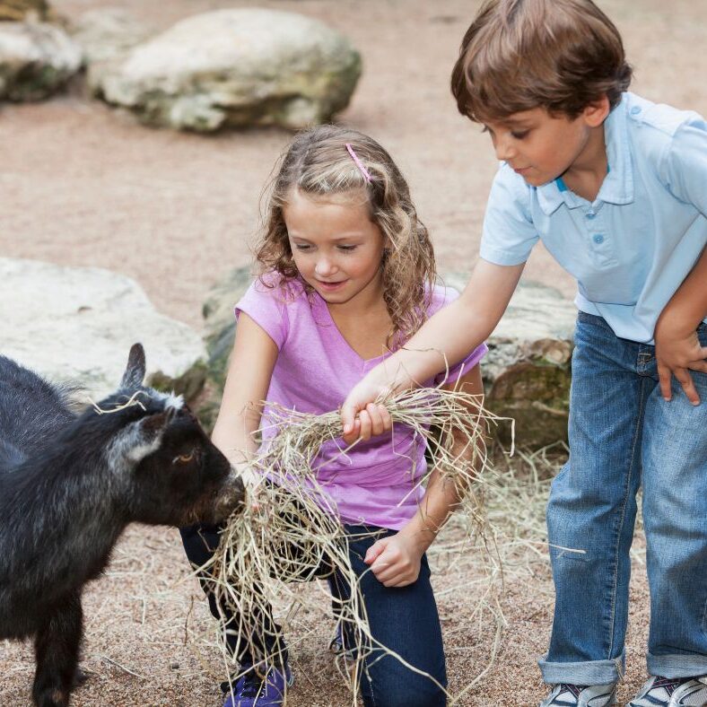Kinder füttern Ziege mit Heu