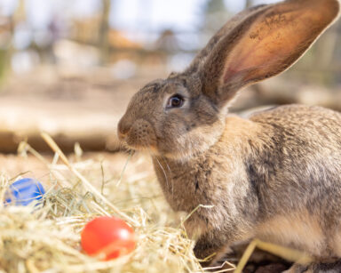 Riesenkaninchen mit Ostereiern