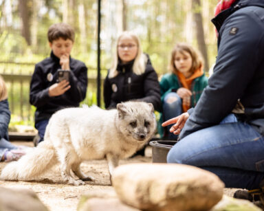 Kinder bei den Polarfüchsen