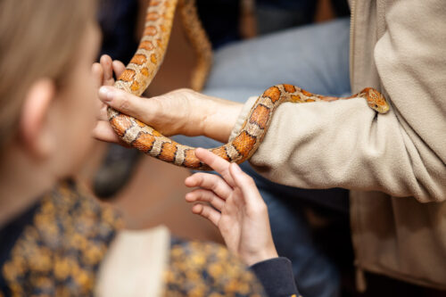Kinder streicheln Schlange
