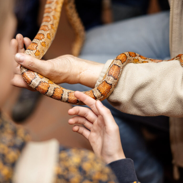 Kinder streicheln Schlange