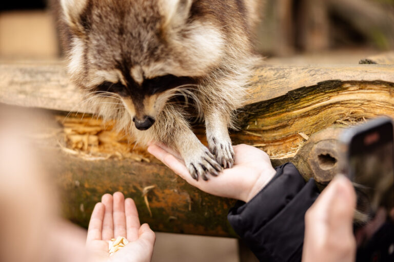 Waschbär wird gefüttert