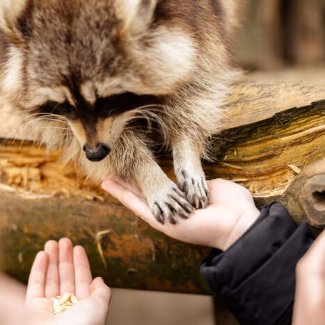 Waschbär nimmt Futter aus Kinderhand