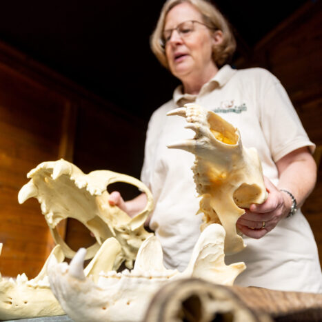 Lernstation Wildpark-Schule