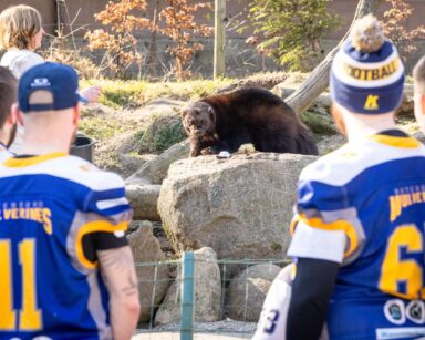 Wolverines schauen bei Fütterung des Vielfraßes zu