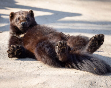 Vielfraß Kamppi genießt die Aufmerksamkeit