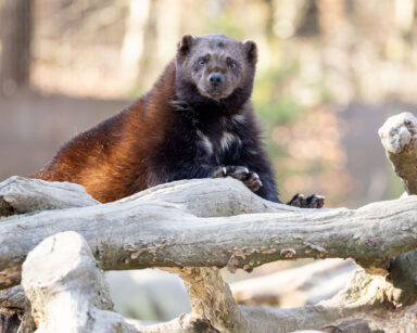 Vielfraß Kamppi in seinem Gehege