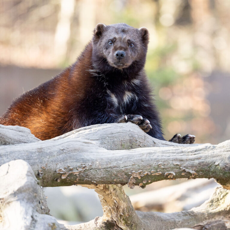 Vielfraß Kamppi in seinem Gehege