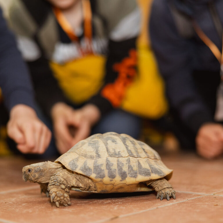 Schildkröte läuft durch Kindergruppe