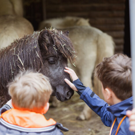 Kinder bei den Ponys