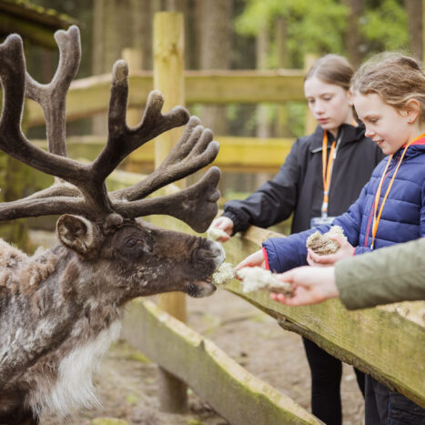 Kinder füttern Rentier